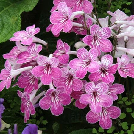 Pink Streptocarpus Flower Seeds – Heirloom, Non-GMO, High Germination Organic Garden Seeds