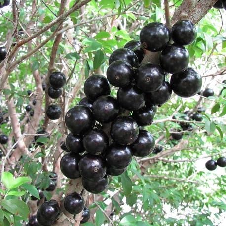 jabuticaba fruit heirloom non-gmo seeds