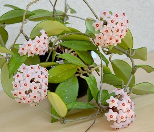 White Red Carnosa Flower Seeds – Heirloom, Non-GMO, High Germination Organic Garden Seeds for Planting Seeds for Planting