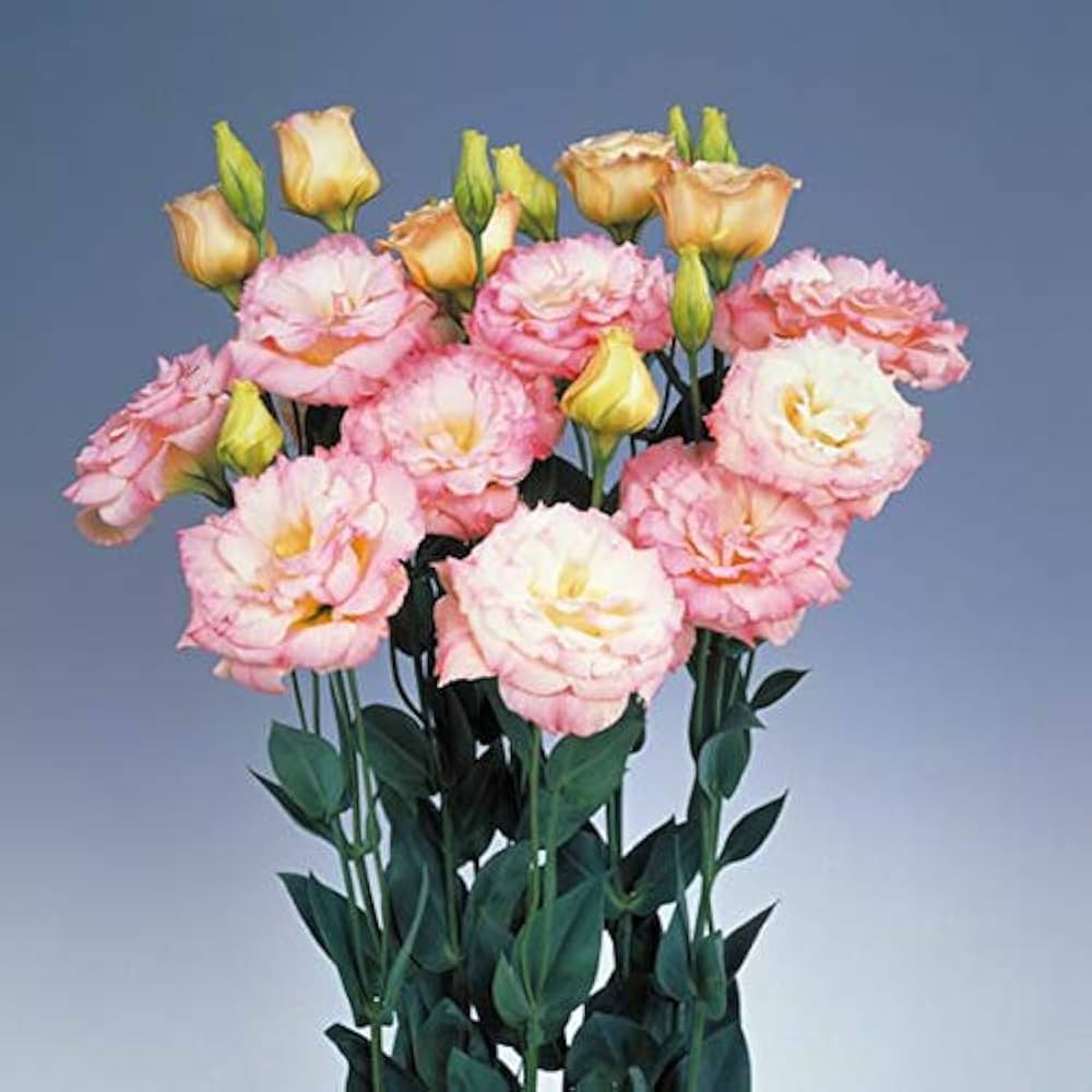 pink pink flower seeds