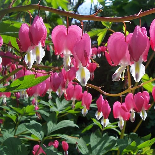 Semillas de flores de Dicentra trepadora rosa – Herencia, sin OGM, semillas de jardín orgánicas de alta germinación para plantar