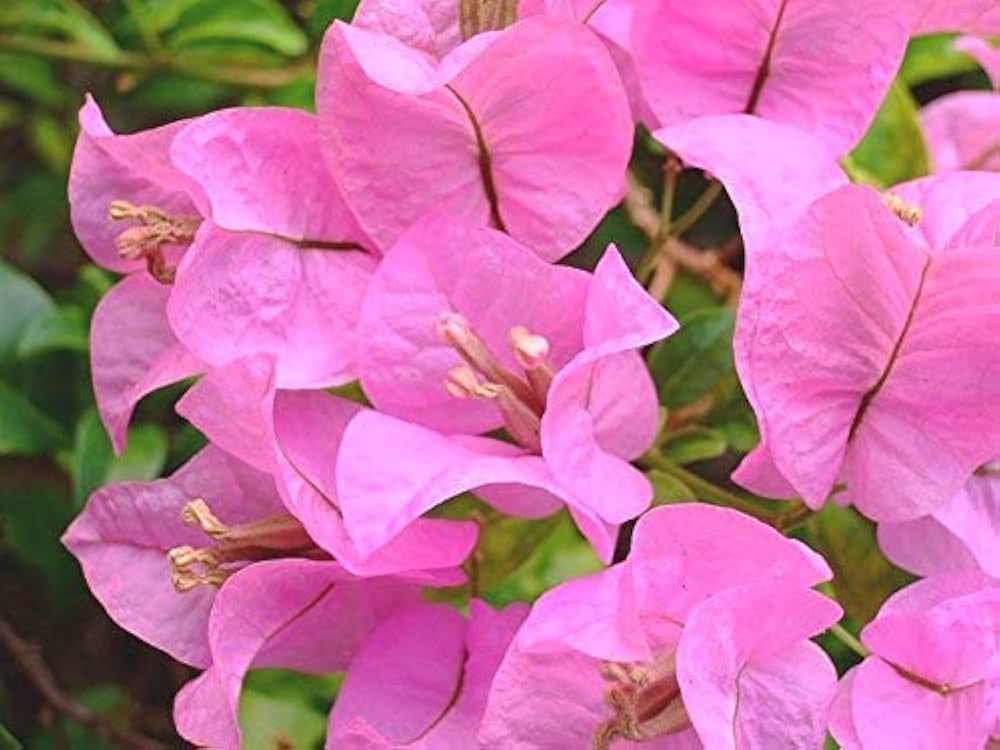Pink Bougainvillea Flower Seeds Heirloom Non-GMO High Germination Organic Garden Seeds for Planting