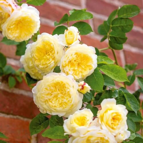 Yellow Climbing Rose Flower Seeds – Heirloom, Non-GMO, High Germination Seeds for Planting