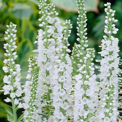 White Veronica Flower Seeds – Heirloom Non-GMO High Germination Organic Garden Seeds
