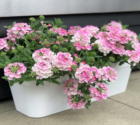 Verbena Flower Seeds White Pink – Heirloom, Non-GMO, High Germination Organic Seeds