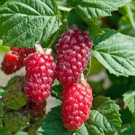 Loganberry Seeds for Planting – Heirloom Non-GMO High Germination Organic Garden Seeds