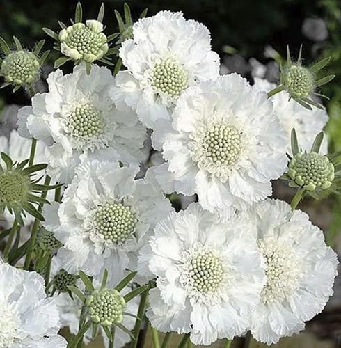 Scabiosa Flower Seeds for Planting – Heirloom, Non-GMO High Germination Organic Garden Seeds