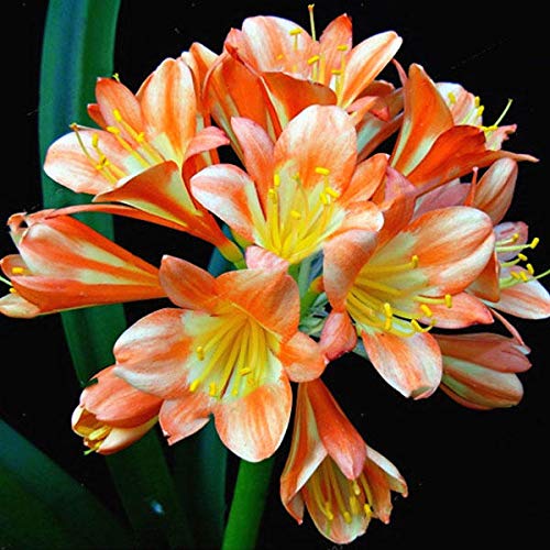 clivia potted flower seeds
