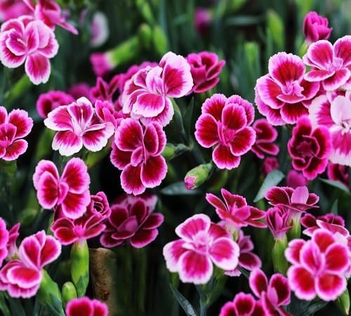 Dianthus Flower Seeds – Heirloom, Non-GMO, High Germination Organic Garden Seeds for Planting