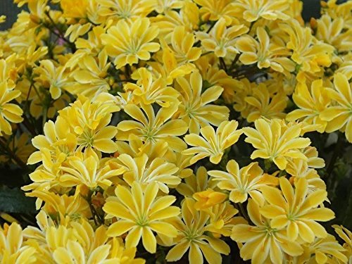 Yellow Lewisia Flower Seeds – Heirloom Non-GMO High Germination Organic Garden Seeds