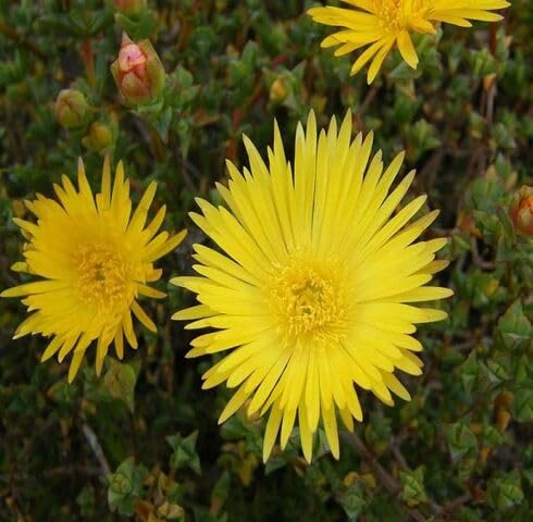 Yellow Mesembryanthemum Flower Seeds – Heirloom, Non-GMO, High Germination Organic Seeds