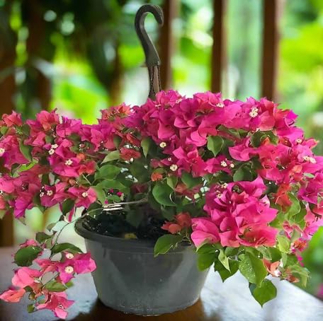 pinkbougainvilleaflowerheirloomnongmo flower seeds
