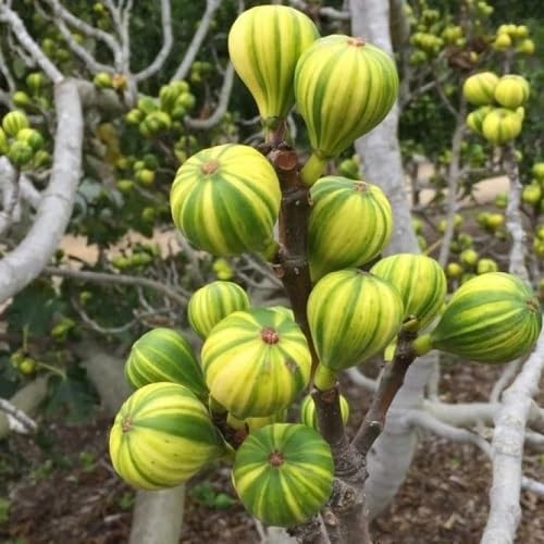 Green Panache Seeds for Planting – Heirloom Non-GMO High Germination Organic Garden Seeds