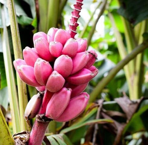Pink Banana Seeds Heirloom Non-GMO High Germination Organic Garden Seeds for Planting