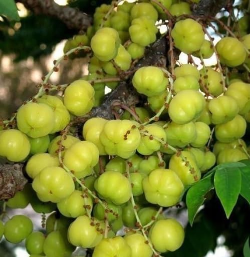 Green Amla Seeds – Heirloom, Non-GMO, High Germination Organic Garden Seeds