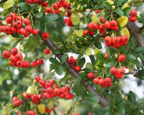 Red Pyracantha Seeds Heirloom Non-GMO High Germination Organic Garden Seeds for Planting