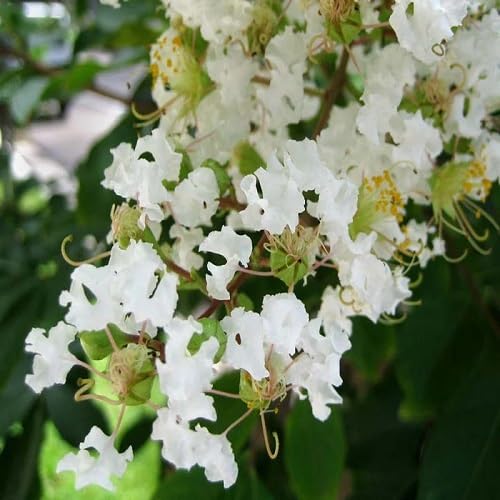 Lemon Myrtle Plant Seeds Green – Heirloom, Non-GMO, High Germination Organic Garden Seeds for Planting
