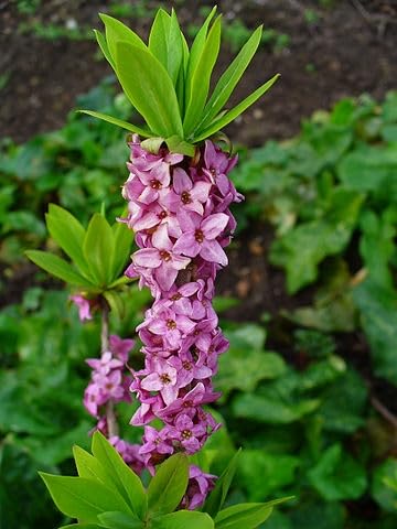 Daphne Flower Seeds Purple – Heirloom, Non-GMO, High Germination Organic Seeds