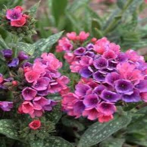 Pulmonaria Flower Seeds – Heirloom, Non-GMO, High Germination Organic Garden Seeds for Planting