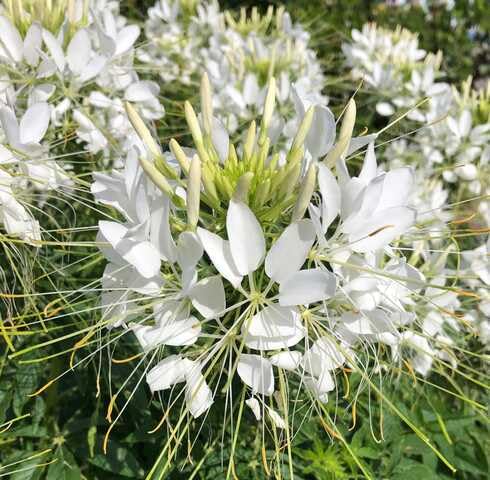 White Cleome Flower Seeds Heirloom Non-GMO High Germination Organic Garden Seeds for Planting