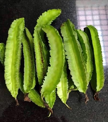 Semillas de Frijol Alado Verde – Variedad Antigua, No-OMG, Semillas Orgánicas de Alta Germinación para Huerto