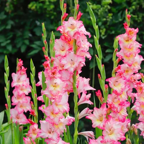 Gladiolus Flower Seeds – Heirloom, Non-GMO, High Germination Organic Garden Seeds for Planting