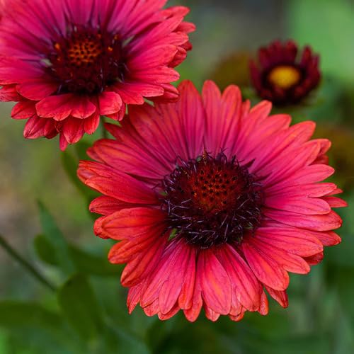gaillardiaflowerpinkheirloomnongmo flower seeds