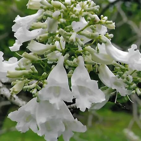 White Jacaranda Flower Seeds Heirloom Non-GMO High Germination Organic Garden Seeds for Planting