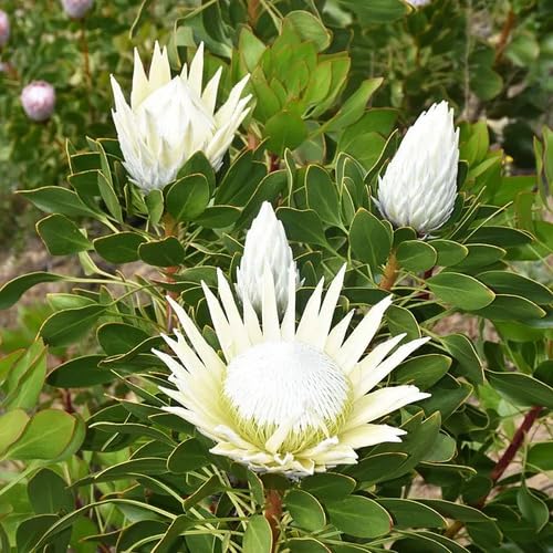 Protea Blumensamen Weiß Erbstück Non-GMO Hohe Keimrate Bio-Garten Samen