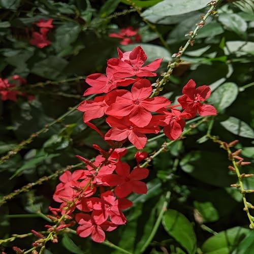Plumbago Flower Seeds – Heirloom, Non-GMO, High Germination Organic Garden Seeds for Planting Seeds for Planting