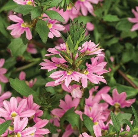 Rosa Scaevola Blumensamen – alte Sorte, gentechnikfrei, hohe Keimfähigkeit, Bio-Gartensamen zum Pflanzen