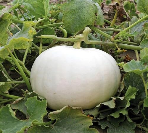 Pumpkin White Seeds – Heirloom, Non-GMO, High Germination Organic Garden Seeds Planting
