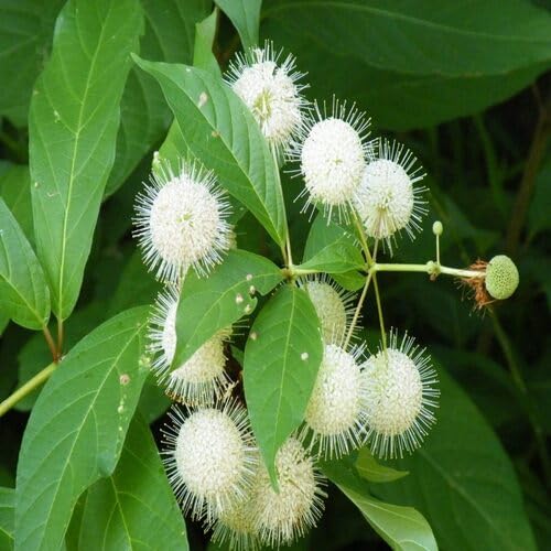white buttonbush flower seeds