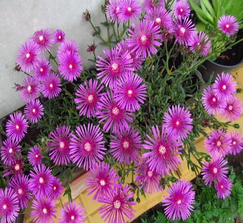 delosperma flower heirloom non-gmo seeds