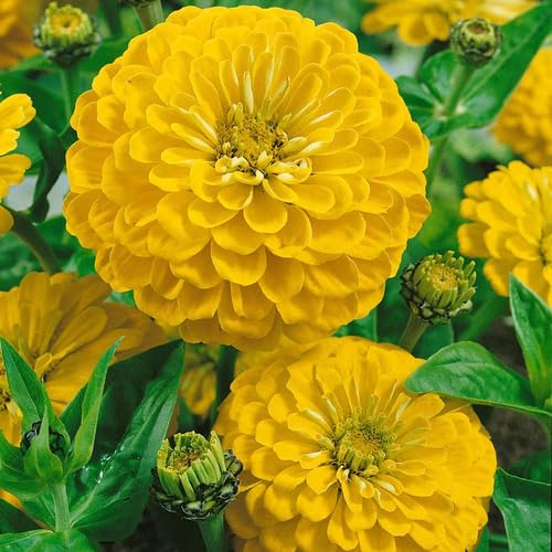 Yellow Zinnia Flower Seeds – Heirloom Non-GMO High Germination Organic Garden Seeds