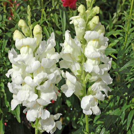 White Antirrhinum Majus Flower Seeds – Heirloom, Non-GMO, High Germination Organic Garden Seeds for Planting