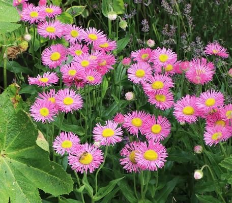 Pink Erigeron-Blumensamen – Alte Sorte, gentechnikfrei, keimstark, Bio-Gartensamen zum Pflanzen