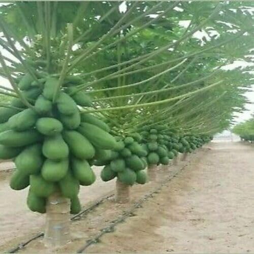 Green Papaya Tree Seeds – Heirloom, Non-GMO, High Germination Organic Garden Seeds