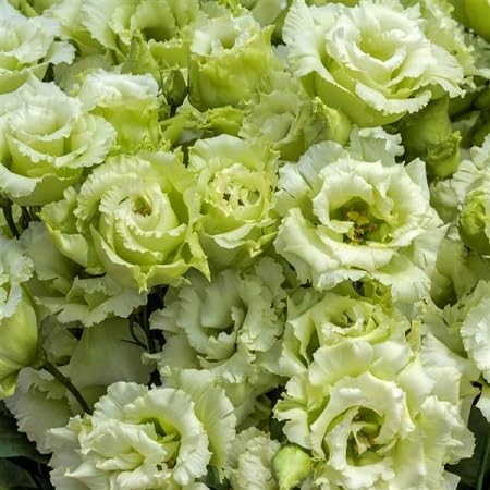 Green Lisianthus Flower Seeds – Heirloom, Non-GMO, High Germination Seeds