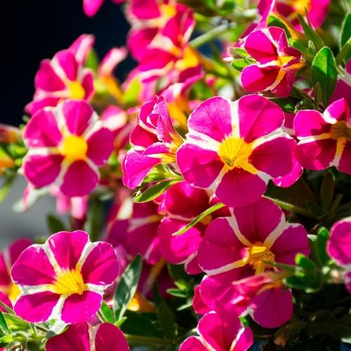 Semillas de flores de petunia rosa y amarilla – Semillas de jardín orgánicas, reliquia, sin OMG, de alta germinación