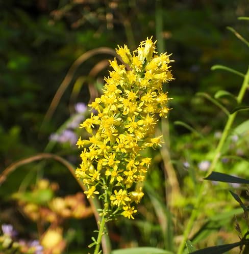 Yellow Solidago Speciosa Flower Seeds – Heirloom, Non-GMO, High Germination Organic Garden Seeds for Planting