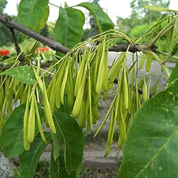 greenashkernelsheirloomnongmo flower seeds