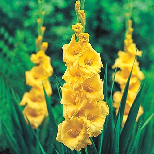 Gladiolus Yellow Flower Seeds – Heirloom, Non-GMO, High Germination Seeds