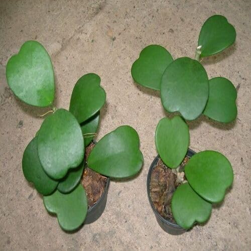 green hoya flower seeds