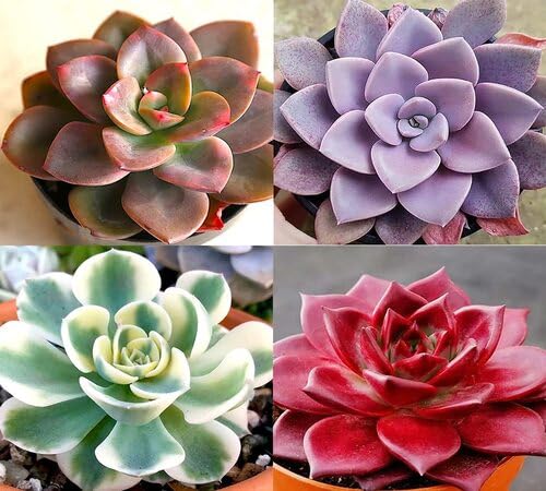 Mixed Echeveria Flower Seeds – Heirloom, Non-GMO, High Germination Seeds