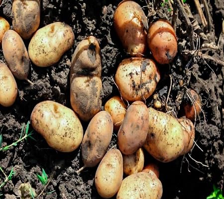 Potato Seeds – Heirloom, Non-GMO, High Germination Organic Garden Seeds Planting