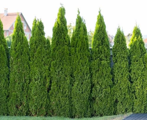 thuja tree green heirloom non-gmo seeds