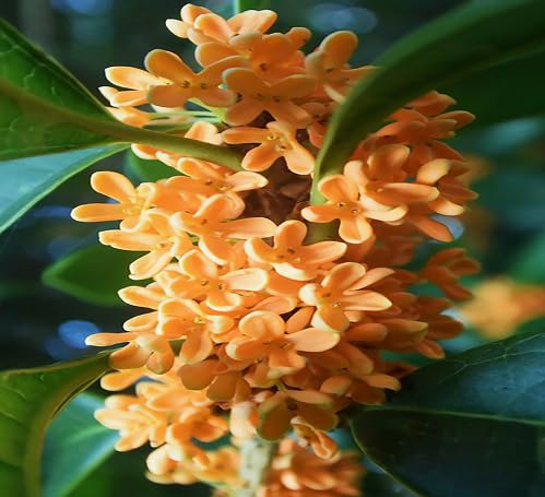 Yellow Osmanthus Flower Seeds – Heirloom, Non-GMO, High Germination Organic Garden Seeds