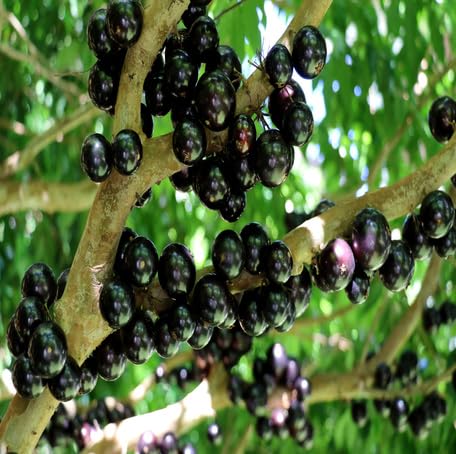 Black Jaboticaba Seeds – Heirloom, Non-GMO, High Germination Organic Garden Seeds