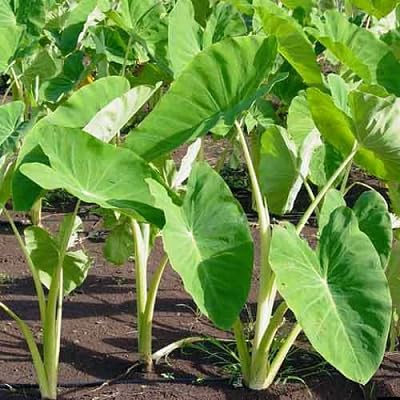 Kiwi-Samen, bunte, samenfeste, gentechnikfreie, keimfreudige Bio-Gartensamen zum Pflanzen